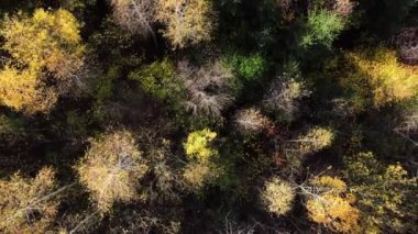 Hava aracı güneşli bir günde görkemli renkli ormanın üzerinde uçar. Muhteşem manzara, güzel sonbahar zamanında ağaçların üzerinde uçmak, sinematik doğa ormanı. Dallar ve yapraklar rüzgarda özgürce hareket eder
