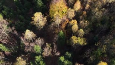 Sonbahar doğa orman manzarası. Sonbahar tam gaz devam ediyor. Güzel sakin sonbahar parkının üzerinde uçan inanılmaz hava aracı görüntüleri. Seyahat tutkusu maceraları ve çevreyi hesaba katın. Açık hava yaşam tarzı