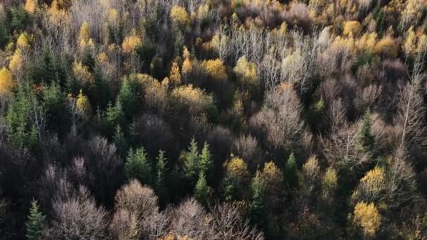 Majestueux feuillus colorés et épinettes au soleil à l'automne. Vue aérienne du paysage forestier pendant le coucher ou le lever du soleil chauds de l'automne. Réservation de parc. Paysage naturel. Méditation d'inspiration