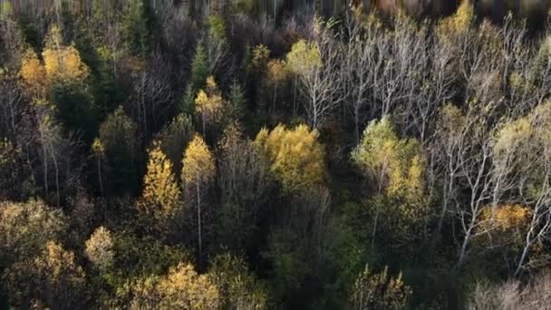 Zdjęcia Lotnicze Dronów Majestatycznego Kolorowego Jesiennego Lasu Podczas Spokojnego Zachodu — Wideo stockowe
