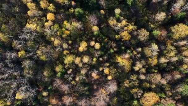 日光の中で素晴らしい秋の森のシネマティックな空中ドローン映像 オープンマインド 静かなコンセプトをリラックス 希望の夢を見る 落葉樹と永遠の緑樹に 健康で新鮮な空気のための屋外のライフスタイル — ストック動画