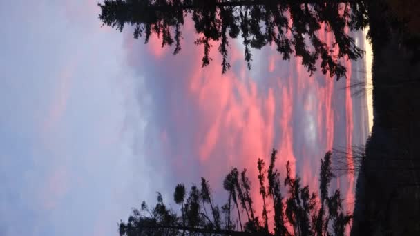 Imágenes Verticales Del Bosque Silueta Siempreverde Increíble Cielo Azul Con — Vídeos de Stock