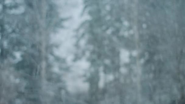 Szelektív Fókusz Gyönyörű Bolyhos Téli Hópelyhek Esik Háttérben Nyugodt Erdő — Stock videók