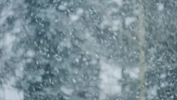 Zimní Příběh Chlupaté Zimní Sněhové Vločky Padají Pozadí Lesa Víří — Stock video