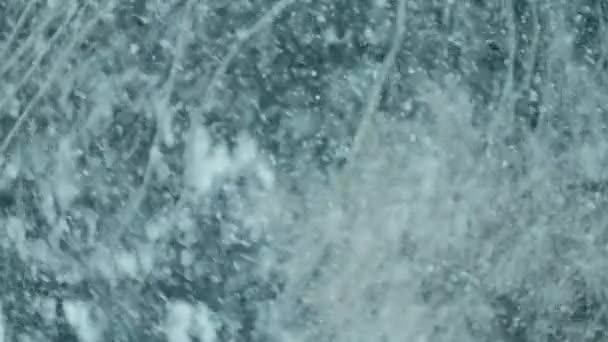 Vídeo Vertical Flocos Neve Inverno Fofos Caem Floresta Fundo Giram — Vídeo de Stock
