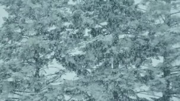 Natuur Winter Concept Zware Sneeuwval Sneeuwstorm Het Slingeren Het Bos — Stockvideo