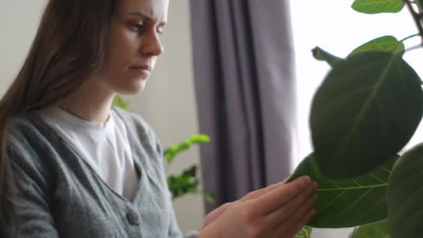 Närbild Fokuserade Ganska Unga Kaukasiska Kvinna Trädgårdsmästare Noggrant Inspekteras Och — Stockvideo