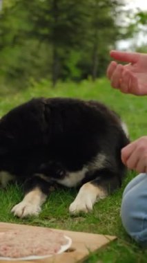 Kadın elinin dikey görüntüleri tahtanın üzerinde kıymalı taco yapar. Baharda ya da yaz ormanlarında güzel bir köpekle çimlerin üzerinde otururlar. Kamp havası ve açık hava yaşam tarzı.