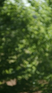 Güzel yuvarlak bokeh, güneşli bir günde yeşil orman. Güneş parlıyor. Seçici odak