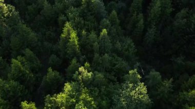 Yazın veya ilkbaharda güzel yeşil ormanın havadan görünüşü. Saf manzaranın seyyar konsepti, hava kamerası ağaçların tepesini ve ağaçların tepesini çekti. Gezgin şehvet hedefi