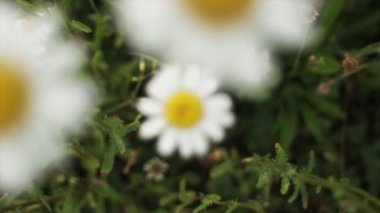 Papatya tarlası çiçeklerinin seçici odak noktası. Çiçek açan tıbbi papatyaların olduğu doğa sahnesi. Alternatif tıp Bahar Papatyası. Yabani çiçekler konsepti. Yaz dönemi. Yavaş çekim