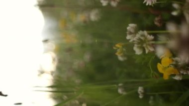 Yaban çiçeklerinin ve yeşil çimlerin sıcak altın saatinde dikey görüntüleri, doğa arka plan kavramı. Gün batımında ya da gün doğumunda parktaki araziyi kapatın. Rüzgâr çimleri sallıyor. Seçici odak