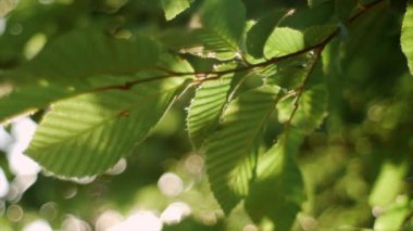 Güneş ışığıyla bulanık soyut bokeh. Ağaç yeşili yaprakların arasında güzel yaz güneşi. Işık demetleri. Çevre arkaplanı. Sakin doğa, tatil hafta sonu macerası, tatil konsepti.