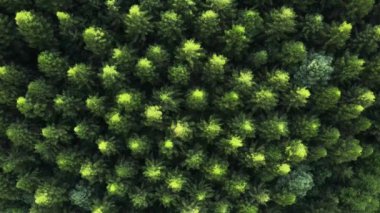 Gün batımında ya da gündoğumunda dağlardaki yeşil kozalaklı ağaçların muhteşem destansı görüntüsü. Açık hava yaşam tarzı sağlıklı ve temiz hava için. Gezgin şehvet ve doğa konsepti