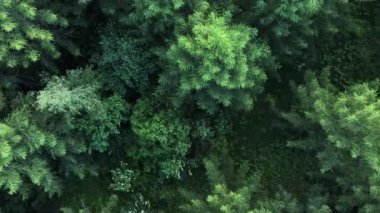 Sıcak, güneşli bir ışıkta yukarıdan her zaman yeşil olan çam ormanının insansız hava aracı görüntüsü. Yaz sezonu. Saf ve temiz huzurlu bir manzara. Keşif ve seyahat hedefi