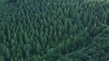 Sıcak günbatımında ya da gündoğumunda yukarıdan sonsuz yeşil çam ormanının havadan görünüşü. Yaz sezonu. Arka planda sıradağlar var. Saf ve temiz huzurlu bir manzara. Keşif ve seyahat hedefi
