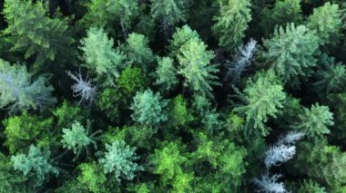 Gökyüzü manzaralı yaz çam ormanı. Yukarıdan kozalaklı orman manzarası. Yeşil ormandan geçen yol. Karpatlar, Ukrayna, Avrupa 'da yeşil arka plan. Seyahat kavramı