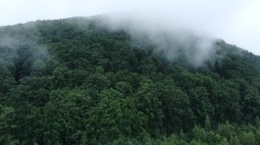 İnanılmaz destansı hava aracı manzarası sabah sisi yaz bulutlu bir günde yeşil ormanın üzerinde süzülüyor. Ağaç tepeleri, el değmemiş ve el değmemiş doğa koruma alanı, doğa arka planı.