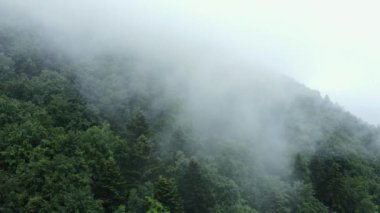 İnanılmaz ilham verici insansız hava aracı görüntüleri sabah sisi, milli park, koruma altındaki doğal alan ya da rezerv alanındaki el değmemiş yeşil ormanın görüntüleri. Dramatik ve pitoresk doğa sahnesi. Güzellik dünyası konsepti