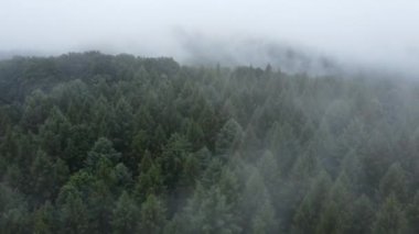 İnanılmaz ilham verici drone görüntüsü sabah sisi, milli park, koruma altındaki doğal alan ya da rezerv gibi harika yeşil ormanlar. Dramatik ve pitoresk doğa sahnesi. Güzellik dünyası konsepti