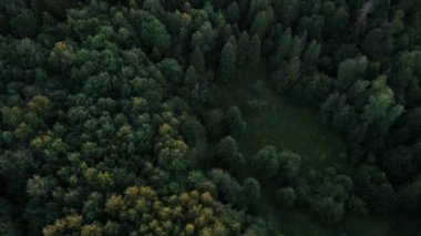 Sıcak günbatımında ağaçların tepesinde uçan drone atışı. Dallar ve yapraklar rüzgarda özgürce hareket eder. Doğa geçmişi. Akşam vakti muhteşem yeşil ormanın yukarıdan aşağıya manzarası.