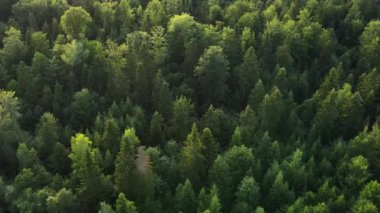 İlham veren yeşil ormanın insansız hava aracı görüntüsü, büyüleyici ve ılık yaz mevsiminde güzel doğayı görüyor. Turizm için ulusal park keşfi ve seyahat beldesi