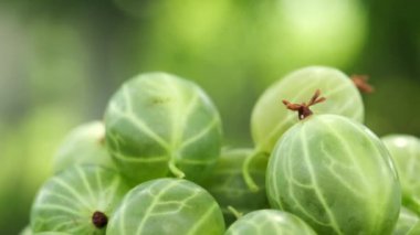 Arka plandaki bektaşi üzümlü turtayı kapat. Yeşil bahçe. Sağlıklı meyve kavramı. Seçici odak