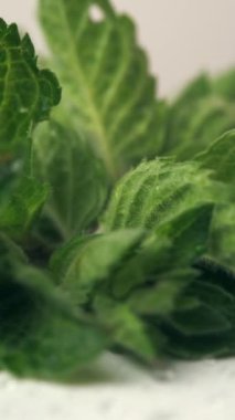 Düşen suyla birlikte taze yeşil nane yapraklarının dikey videosu, beyaz arkaplanda dönüyor. Makroda nane yaprağı dokusu. Nane aromalı bitkiler bırakır