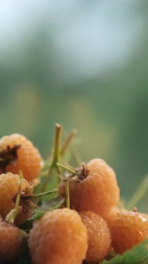 Doğa arka planında taze sulu ahududu rotasyonunun dikey görüntüleri. Makro olgun sarı ahududu meyvesi. Sağlıklı gıda organik beslenme konsepti