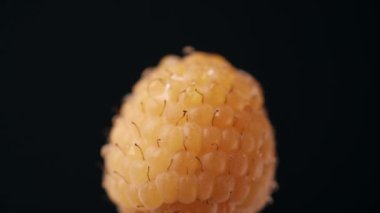 Sulu ve leziz sarı ahududu kapayın ve su damlatın. Siyah arka planda güzelliğini ön plana çıkarsın ve içeriği için fotokopi alanı oluştursun. Yaz yemekleri konsepti