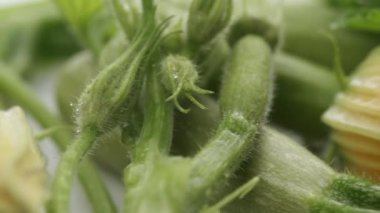 Dönüşümlü kabak açan sebze bitkilerinin seçici odağı. Biyo eko kabak tarlası. Çiftlik sebze endüstrisi. Uygun beslenme kavramı