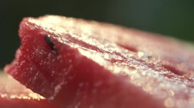 Sıcak günbatımında yeşil bahçedeki masada taze karpuz dilimleri. Büyüleyici yakın çekimler canlı kırmızı etini sergiliyor, sulandırıcı bir şekilde parlıyor. Yaz yemekleri konsepti. Seçici odak