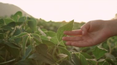 Tarlada soya tohumu yapraklarını inceleyen çiftçi, güzel, sıcak günbatımında yeşil bitkilere dokunan bir kadının elini yakından çekiyor. Tarım çevresel koruma. Organik tarım kavramı