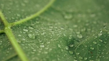 Küçük su damlaları olan bir rotasyon tesisi. Arkaplan dokusunun seçici odak noktası yeşil yaprak yapısı makrosu. Tava hareketli yaprak damarı. Doğa konsepti