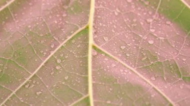Sıcak mor ışıkta küçük su damlalarıyla dönen fabrikayı kapatın. Arkaplan dokusunun seçici odak noktası yeşil yaprak yapısı makrosu. Tava hareketli yaprak damarı. Doğa konsepti
