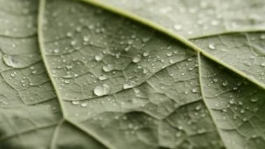 Su damlaları ile yaprak yüzeyinin hücre yapısı eğitim için bitki hücrelerini gösteriyor. Makro çekim arka planında taze yeşil yaprak. Parlak bitki ya da ağaç yaprakları. Doğa konsepti