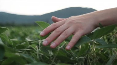 Gün batımında kadın eli soya fasulyesine dokunuyor. Yeşil bitkiler genel olarak doğa tarımını planlarlar. Soya sebzesi sağlıklı gıda tarımı. Tarım çiftliği iş çiftliği güneş ışığı konsepti