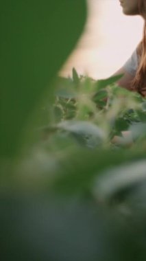 Kadın çiftçinin incelediği dikey görüntüler, arka planda yeşil yapraklı genç soya fasulyesi bitkilerinin günbatımında yetiştiğini gösteriyor. Yapraklar güneşe doğru uzanıyor. Organik tarım. Soya sebze tarımı