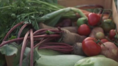 Çiftçi kadın elinde taze çiğ sebzelerle dolu tahta bir kutu tutuyor gün batımında tarlada duruyor. Havuçlu sepet, patates, domates, havuç, soğan, kabak ve pancar. Doğal gıda tarım kavramı