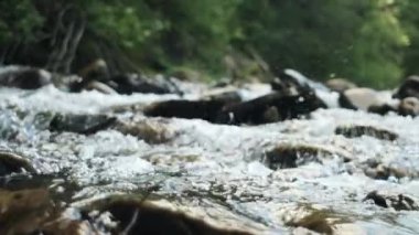 Dağ nehri suyu, taştan akıntılar ve su sıçramaları. Vahşi nehirde hızlı akıntıları olan temiz suyun arka planı. Yeşil turizm konsepti için sakin bir yer. Yavaş çekim