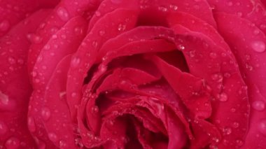 Güzel bir gül çiçeği arka planı. Dönüşün üst görüntüsünü kapatın. Çiçek açan kırmızı gül, küçük su damlalarıyla birlikte. Düğün arkaplanı, Sevgililer Günü konsepti