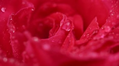 Dönüşün seçmeli odak noktası kırmızı gül çiçeği ve su damlaları. Güzel bir gül çiçeği arka planı. Düğün arkaplanı, Sevgililer Günü konsepti