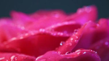 Dönüşün seçmeli odak noktası küçük su damlalarıyla açan kırmızı gül çiçeği. Güzel bir gül çiçeği arka planı. Düğün arkaplanı, Sevgililer Günü konsepti