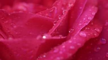 Dönüşü kapatın güzel açan kırmızı gül çiçeği ve küçük su damlaları. Düğün arkaplanı, Sevgililer Günü konsepti