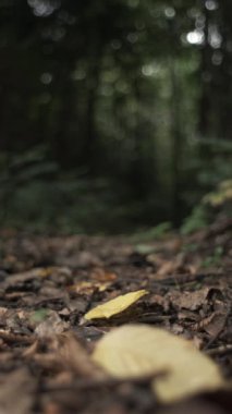 Yürüyüşçülerin sonbahar ormanlarında yürüyüşlerinin dikey videosu. Ormanda yürüyen bir adam. Yolda yürüyen yürüyüş botları içinde ayaklar. Ormanda yürüyorum. Macera ve seyahat konsepti