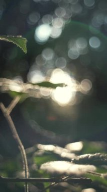 Arka plandaki yeşil bitkinin dikey görüntüleri. Karanlık ormanın güzel günbatımında. Sonbahar sabahının erken saatlerinde ayrılıyor. Doğa konsepti