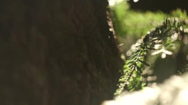 Güneşli sonbahar gününde güzel bir yapı, ağaç kabuğu dokusu ve yeşil yosun. Vahşi doğa konsepti