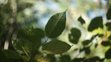 Sakin, güneşli bir günde, arka plandaki renkli ağaç yapraklarının mavi gökyüzünü kapatın. Sonbahar parkında ağaçlarda sallanan güzel yapraklar. Sonbahar ormanı güzeli. Sonbahar kavramı