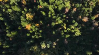 Sıcak günbatımı ışığında, hava aracı görkemli renkli ormanın üzerinde uçar. Muhteşem manzara, güzel sonbahar zamanında ağaçların üzerinde uçmak, sinematik doğa ormanı. Dallar ve yapraklar rüzgarda özgürce hareket eder