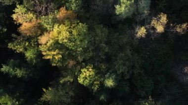 Sıcak sonbahar günbatımında havadan orman manzarası. Sonbahar mevsiminde güneş ışığında görkemli renkli ve ladin ağaçları. Park rezervasyonu. Doğa manzarası. İlham meditasyonu